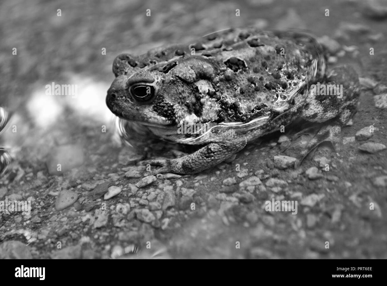 Nahaufnahme von einem Frosch im Wasser Stockfoto