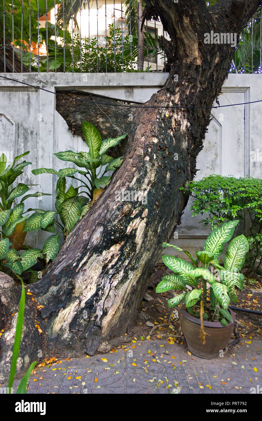 Baum verschmilzt mit der Wand, Bangkok, Thailand Stockfoto