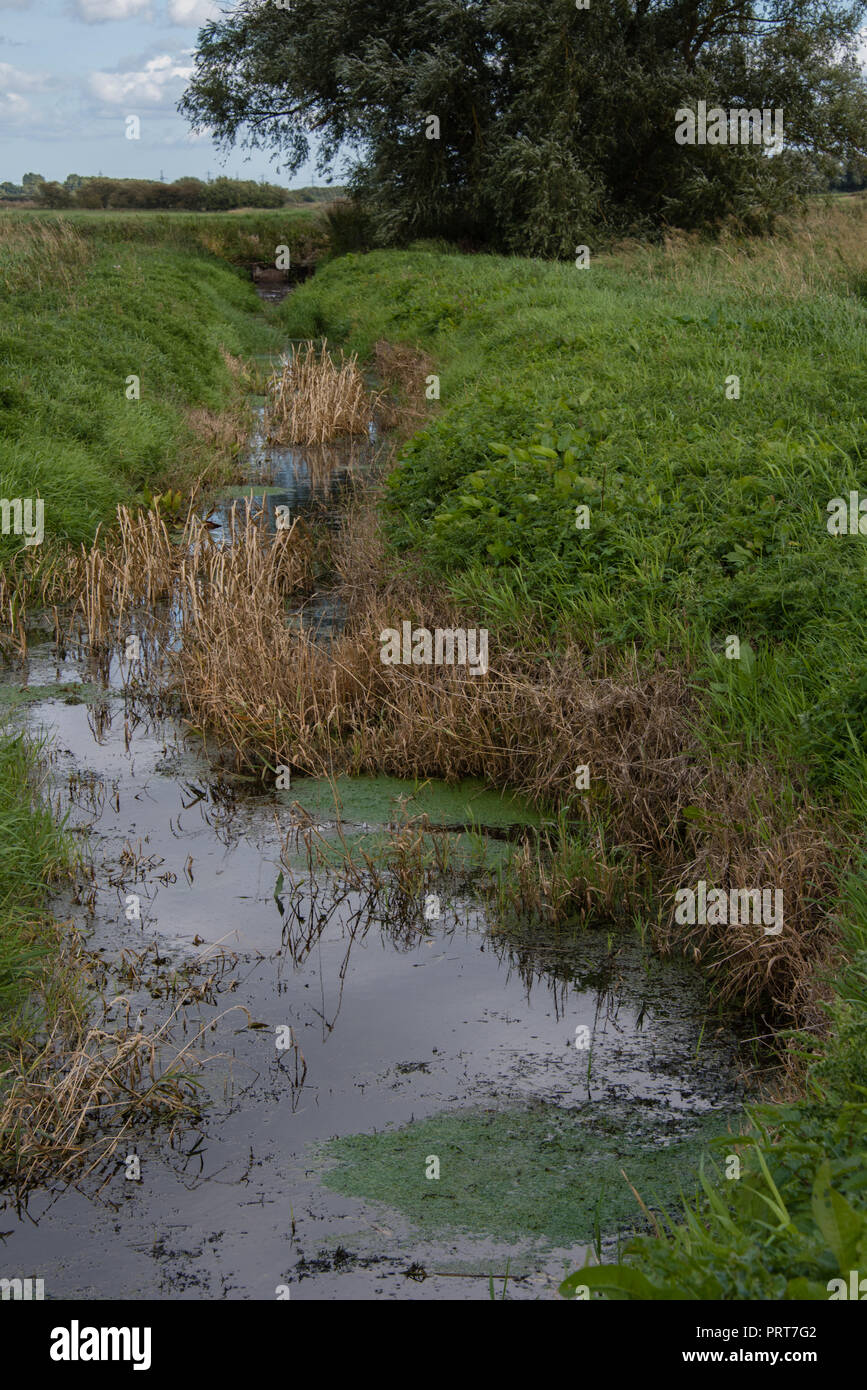 Ein erstickten Wicklung weedy Stream in der grünen Landschaft Yorkshires Stockfoto