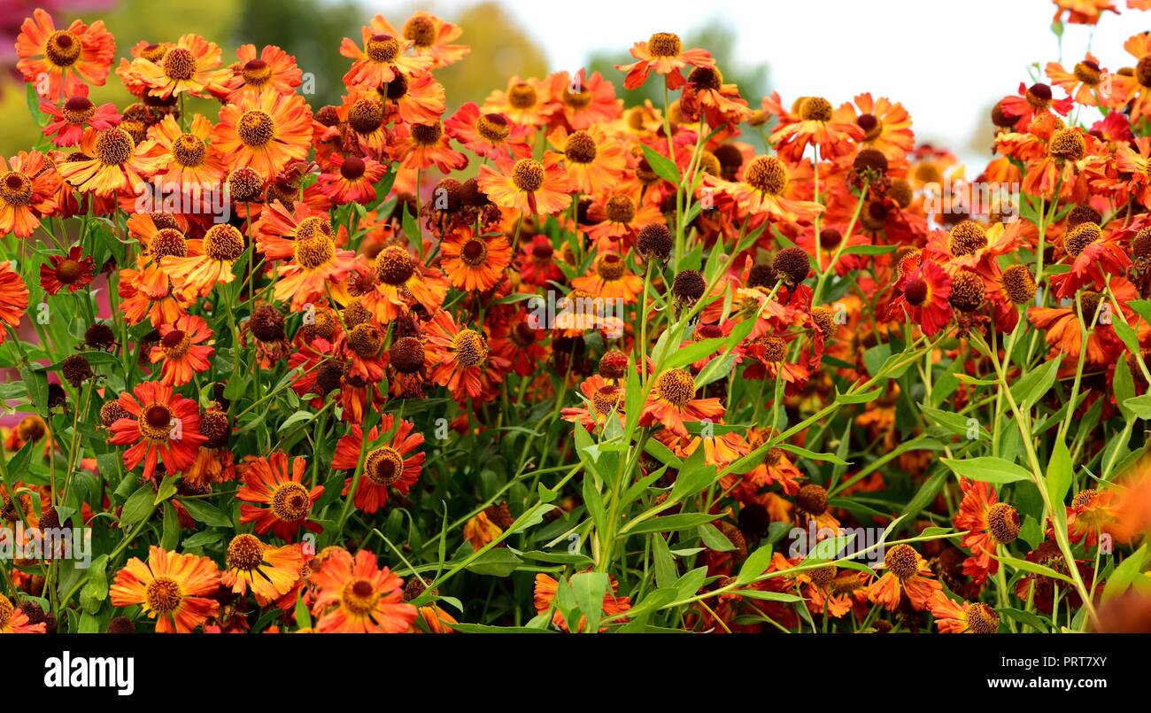 Ein Cluster von orange Rudbeckia Stockfoto