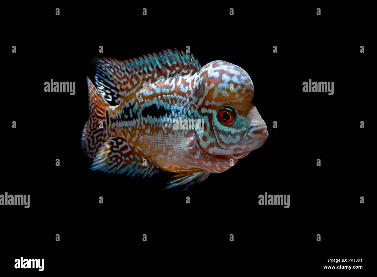 Cichliden im Aquarium kingkamfa Stockfoto