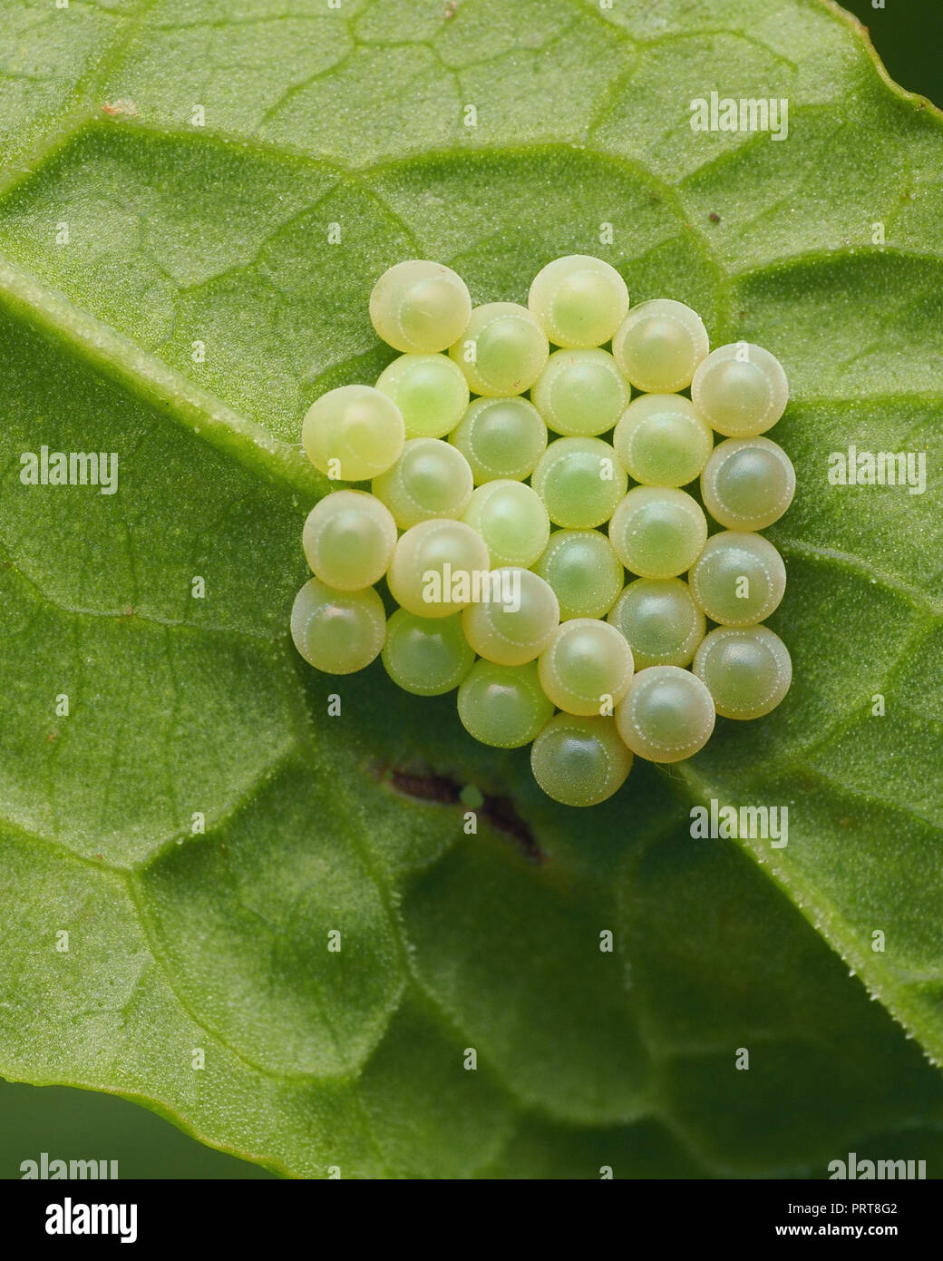 Gemeinsame Green Shieldbug Eier auf der Unterseite der dock Leaf. Tipperary, Irland Stockfoto