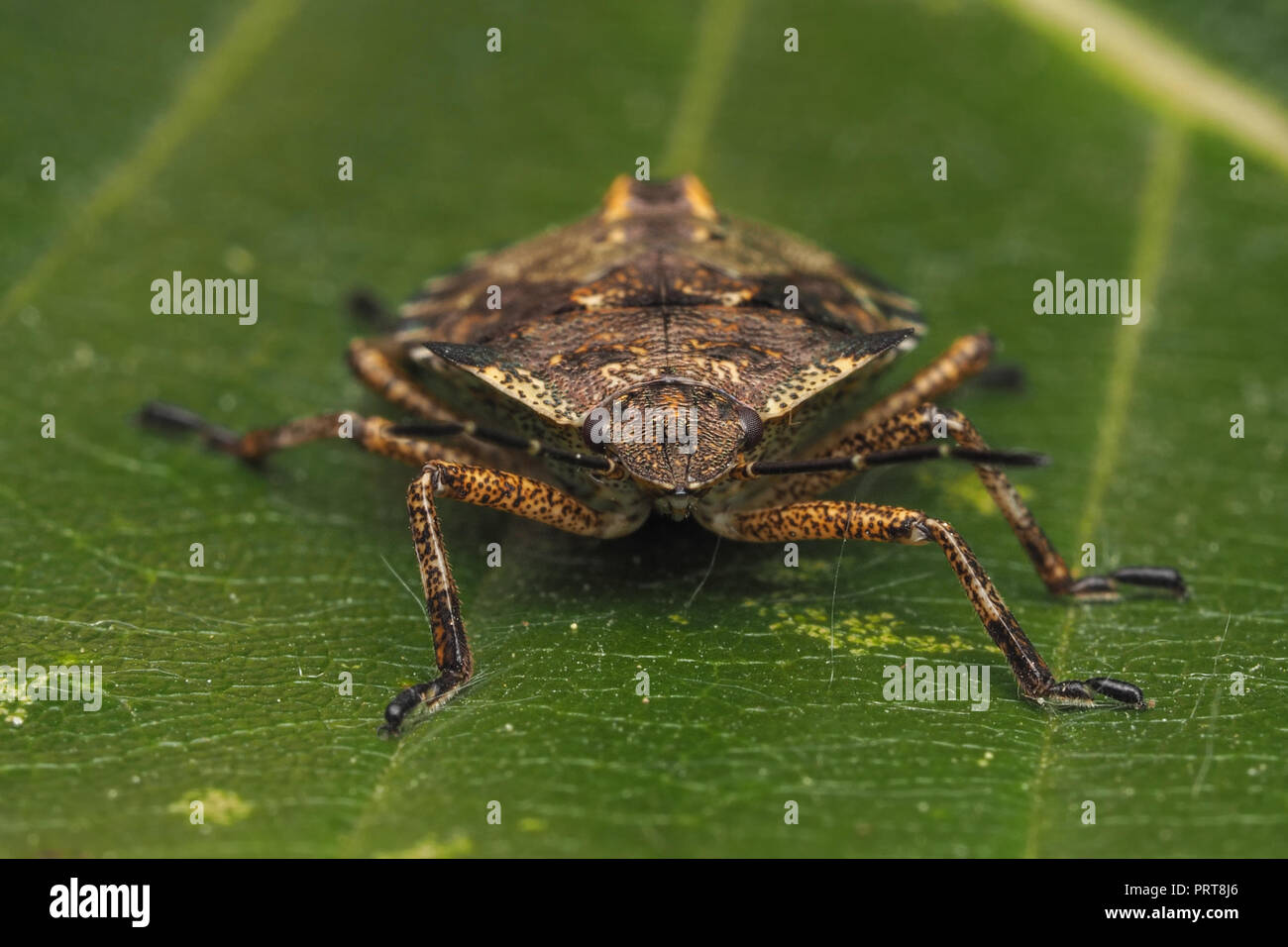 Frontalansicht des Waldes Shieldbug endgültige instar Nymphe auf Eichenlaub. Tipperary, Irland Stockfoto
