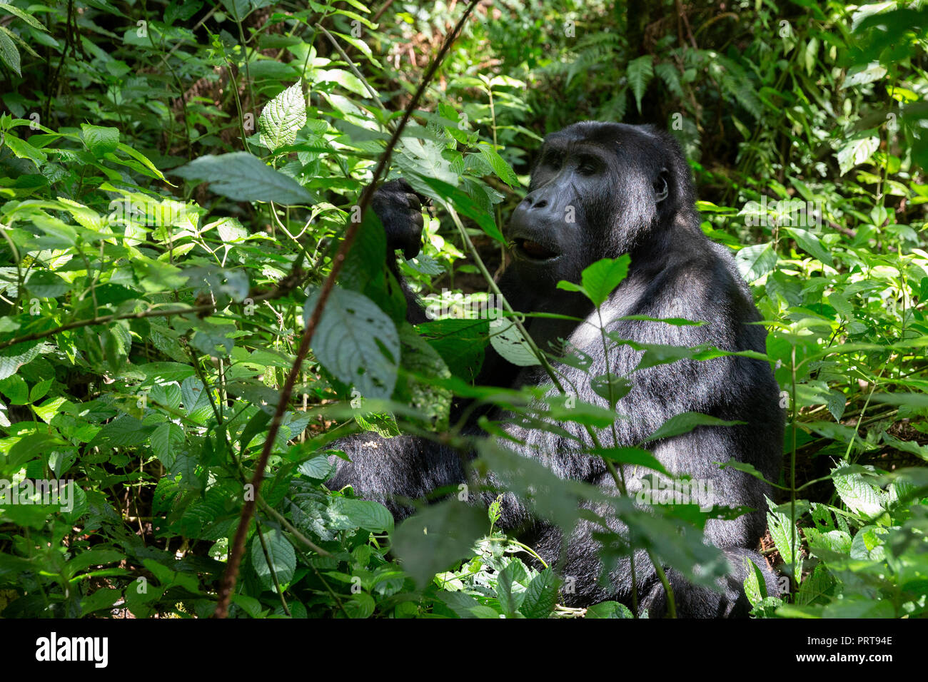 Eastern Lowland Gorilla, Gorilla beringei beringei, Bukavu, Demokratische Republik Kongo, 15. Juli 2018. (CTK Photo/Ondrej Zaruba) Stockfoto