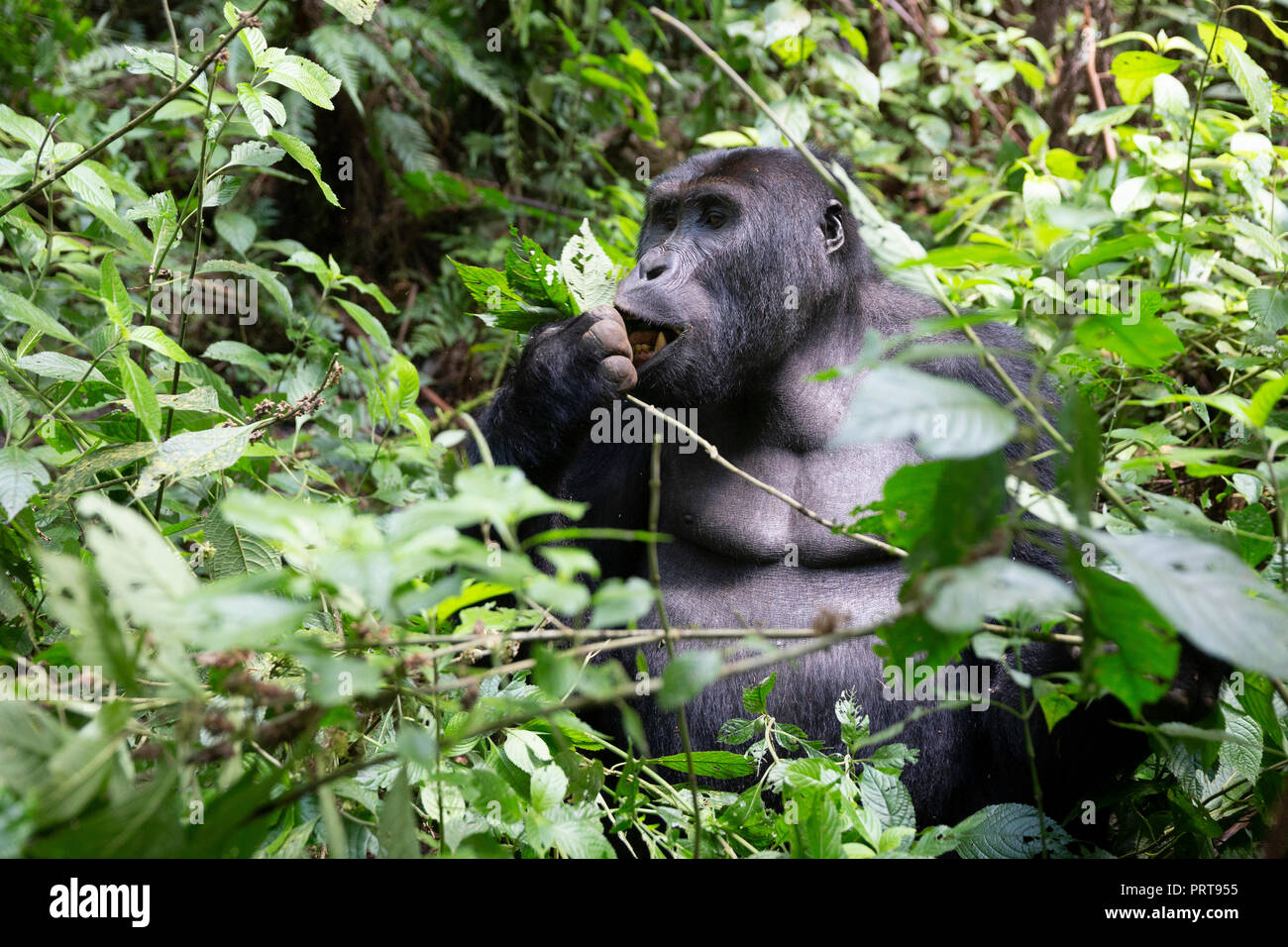 Eastern Lowland Gorilla, Gorilla beringei beringei, Bukavu, Demokratische Republik Kongo, 15. Juli 2018. (CTK Photo/Ondrej Zaruba) Stockfoto