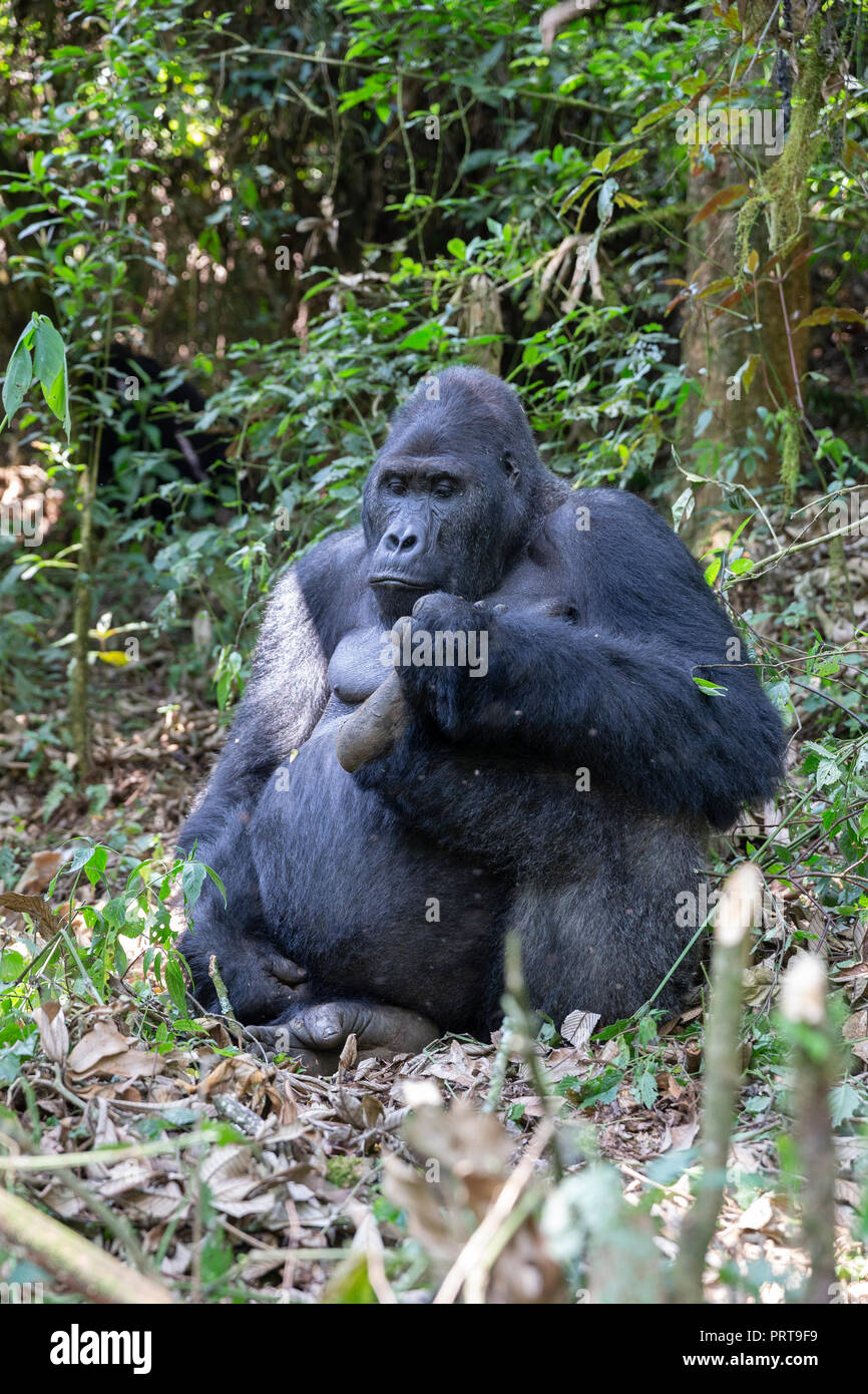 Eastern Lowland Gorilla, Gorilla beringei beringei, Bukavu, Demokratische Republik Kongo, 15. Juli 2018. (CTK Photo/Ondrej Zaruba) Stockfoto