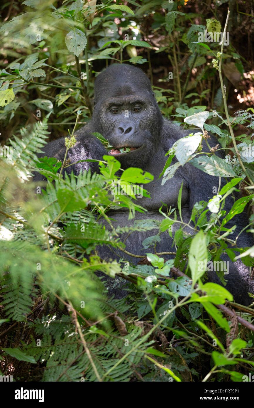 Eastern Lowland Gorilla, Gorilla beringei beringei, Bukavu, Demokratische Republik Kongo, 15. Juli 2018. (CTK Photo/Ondrej Zaruba) Stockfoto