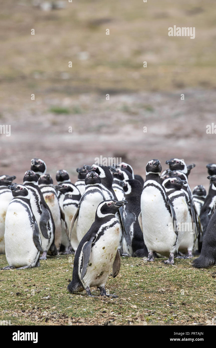 Magellanic Penguin, Spheniscus magellanicus, Kolonie auf der Karkasse Island, Falkland Inseln Stockfoto