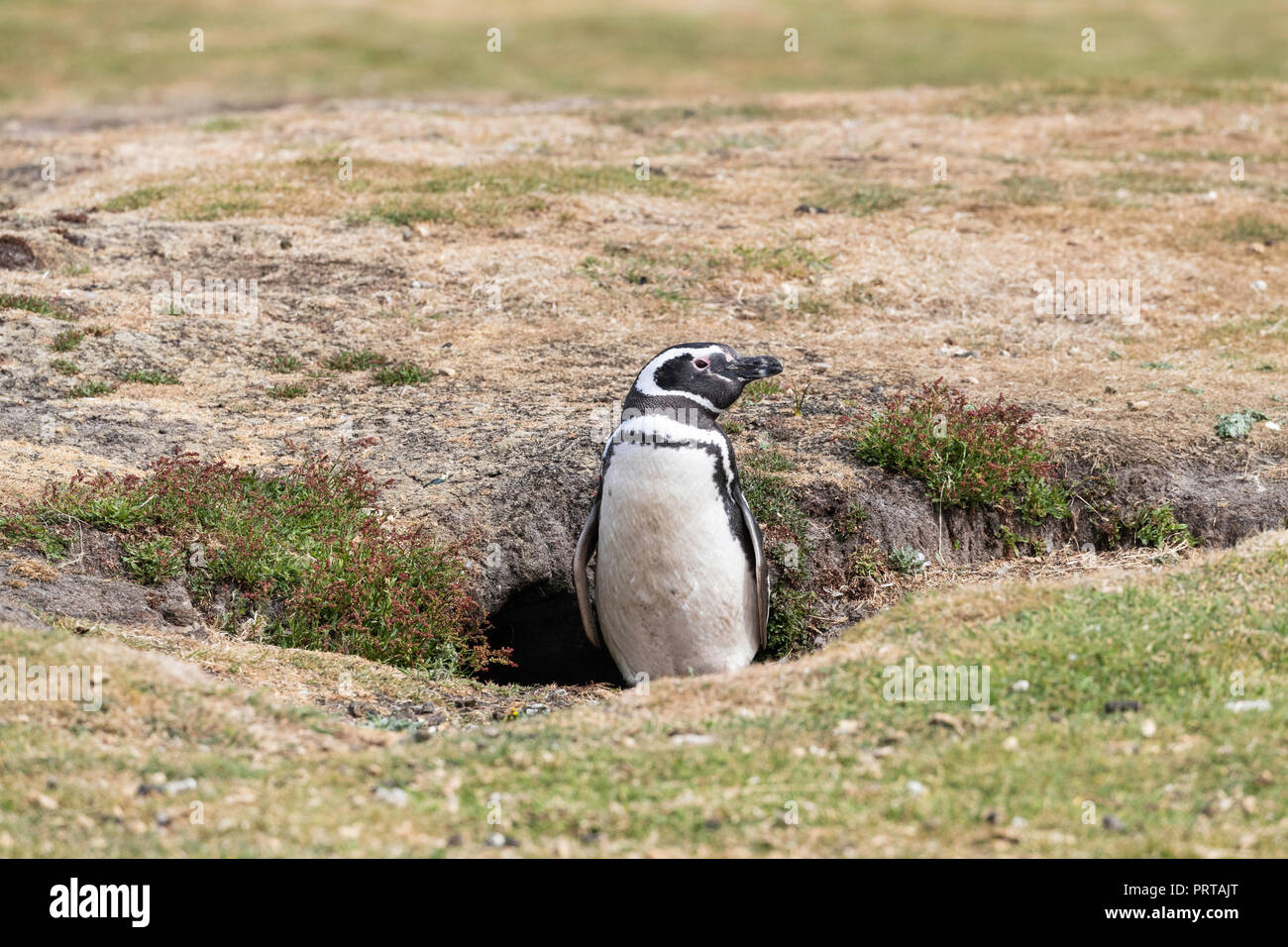 Magellanic Penguin, Spheniscus magellanicus, in der Nähe von Graben an der Kolonie auf der Karkasse Island, Falkland Inseln Stockfoto