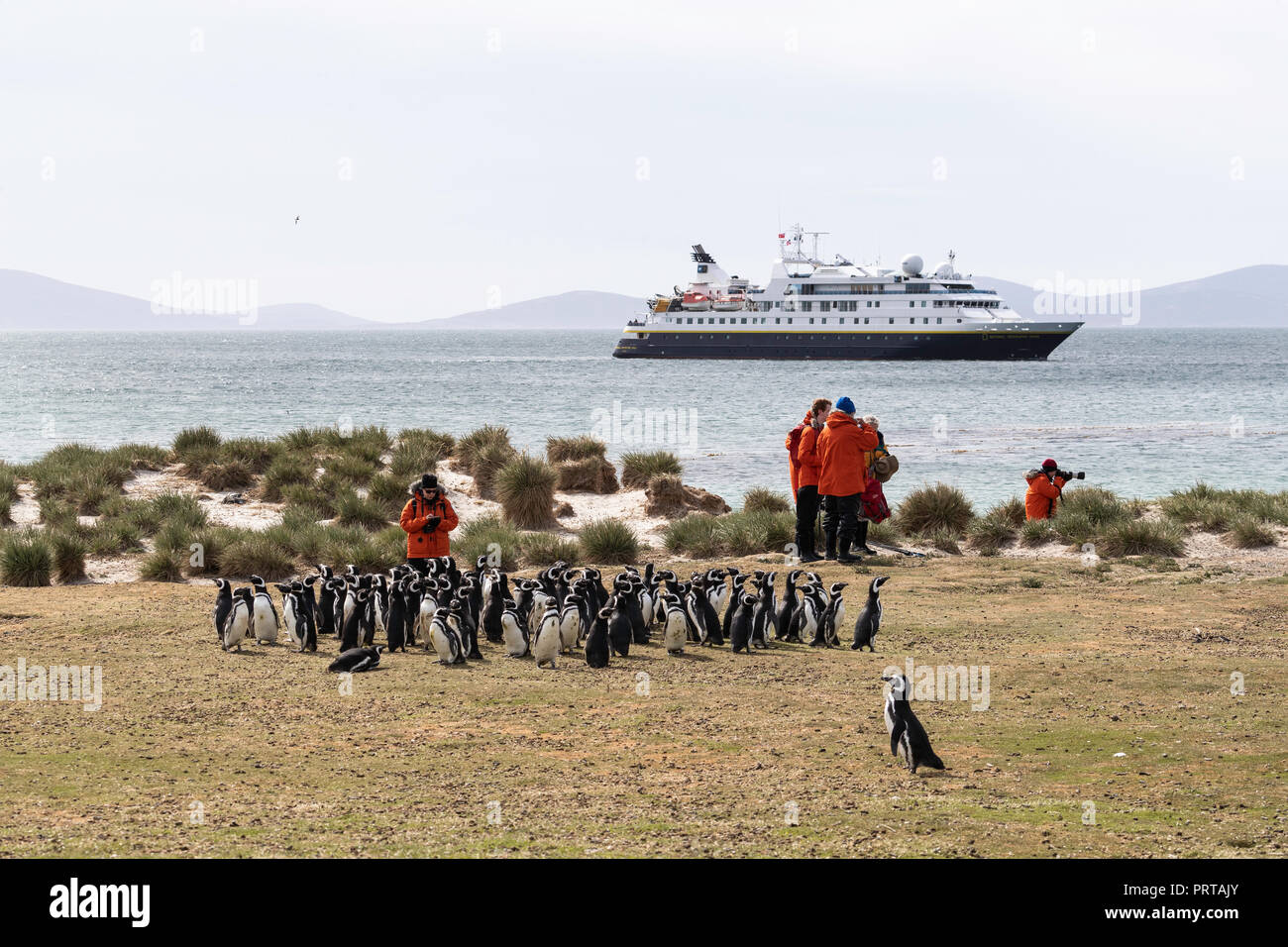 Magellanic Penguin, Spheniscus magellanicus, NG Orion Gäste Kolonie auf der Karkasse Island, Falkland Inseln Stockfoto