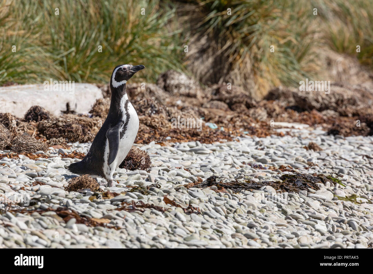 Nach Magellanic Penguin, Spheniscus magellanicus, am Strand von Gypsey Cove, East Island, Falkland Inseln Stockfoto