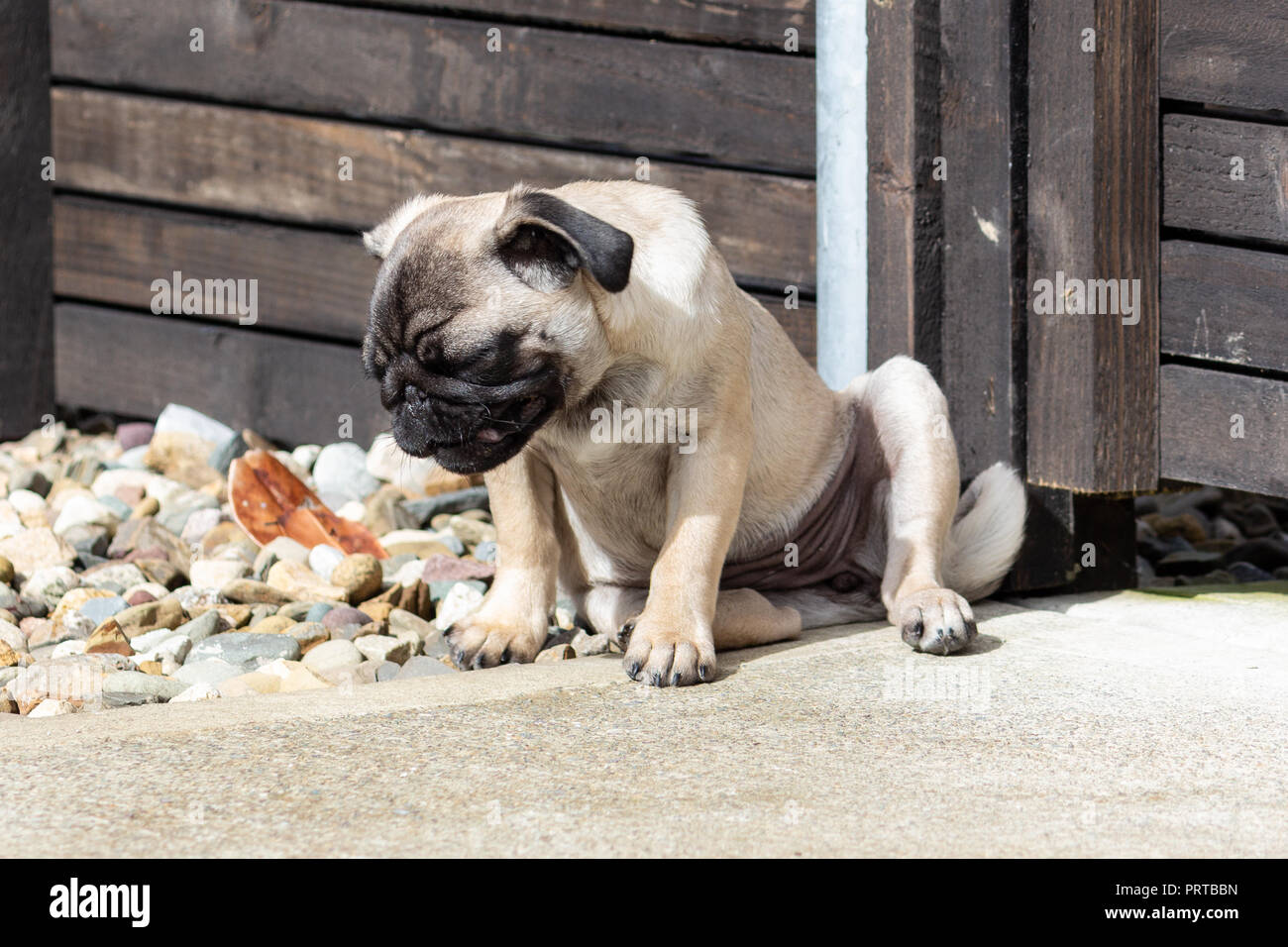 So krank wie ein Hund Stockfoto