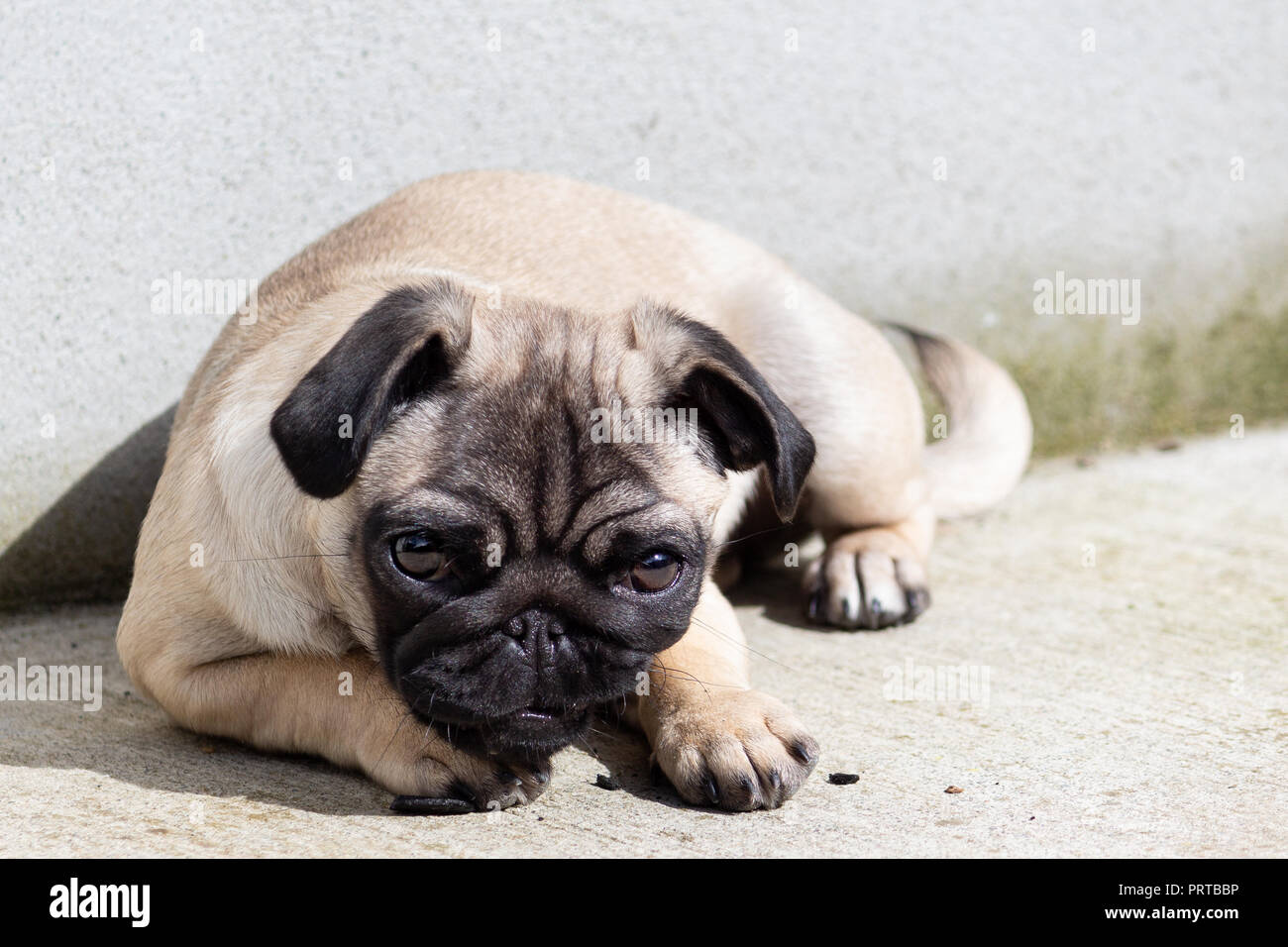 Mops Liegend Fotos Und Bildmaterial In Hoher Aufl sung Alamy mops-liegend-fotos-und-bildmaterial-in-hoher-aufl-sung-alamy