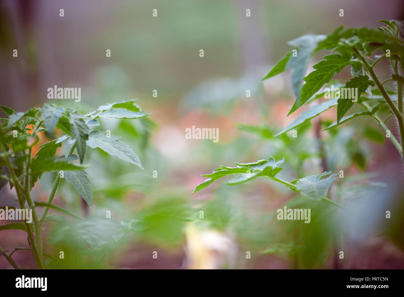 Jungen Tomatenpflanzen am Morgen selektiven Fokus Makroaufnahme mit flachen DOF Stockfoto
