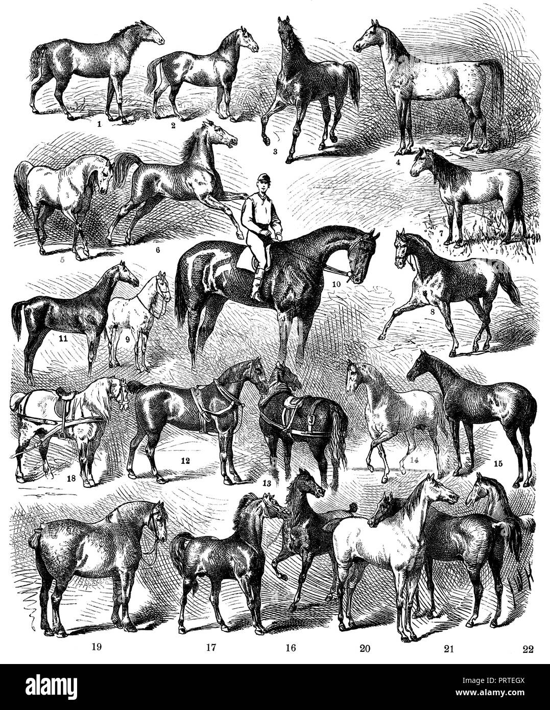 Pferderennen. 1) Tarpan, 2), 3) Tangus Turkmainatti (Araber), 4) Tajar (Araber), 5) die Marokkaner, 6) Tscherkessen, 7) Russische Steppe Pferd, 8) Russische Harttraber, 9) moldawische Rennen, 10) Englische Rennpferd (Vollblut), 11) Englisch Jagd Pferd (Hunter), 12) englische Kutsche Pferd (Cleveland), 13) Suffolk Punch (England), 14) Araber, 15) Limousin (Frankreich), 16) Mellerand (Frankreich), 17) Cotentin (Frankreich), 18) Percheron, 19) Boulogne, 20) Mecklenburg aus der Alt-Ivenacker Stud., 21) Preußische Pferde (Familie von Harras und Rufus), Stockfoto