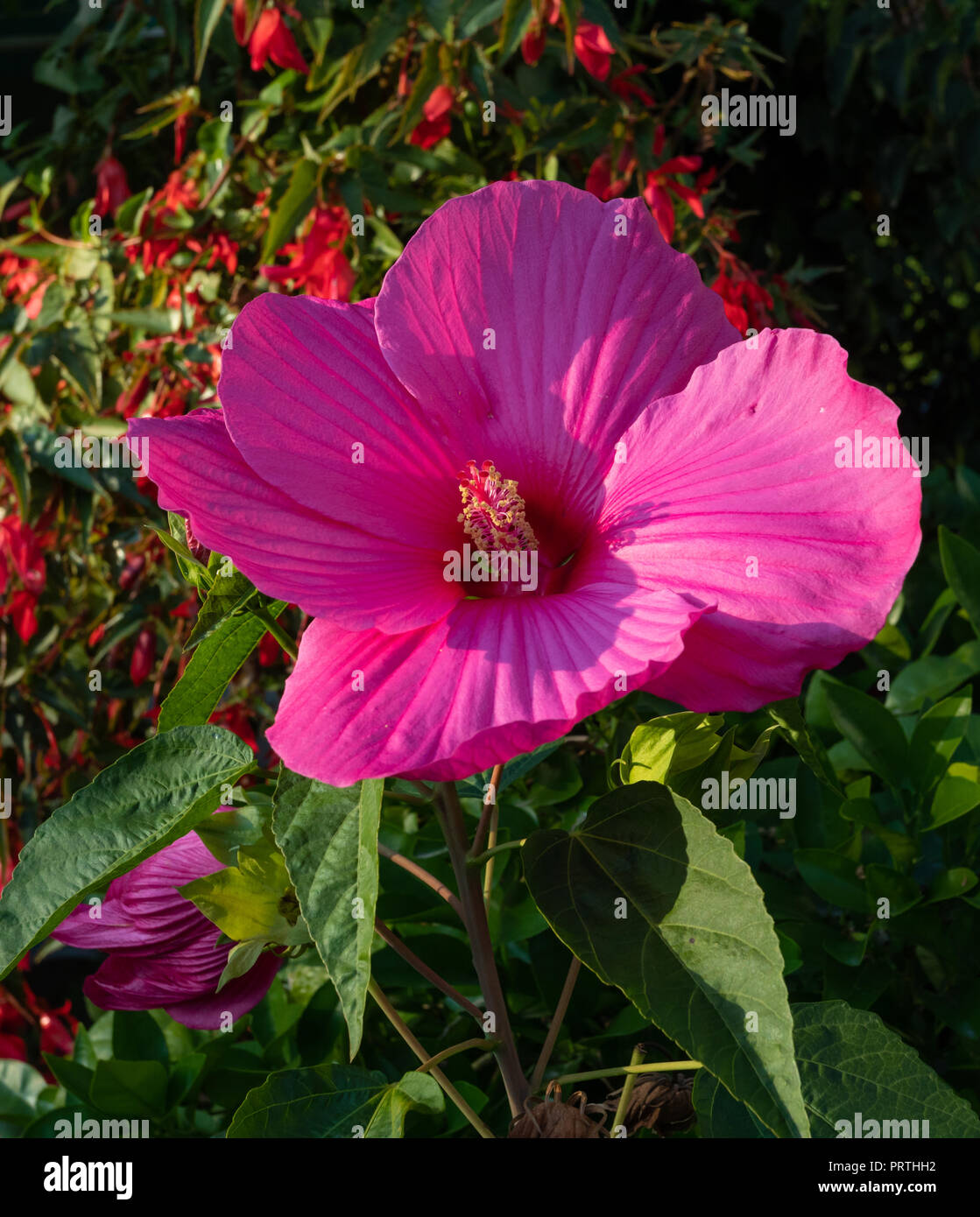Hibiscus moscheutos luna white Fotos und Bildmaterial in hoher