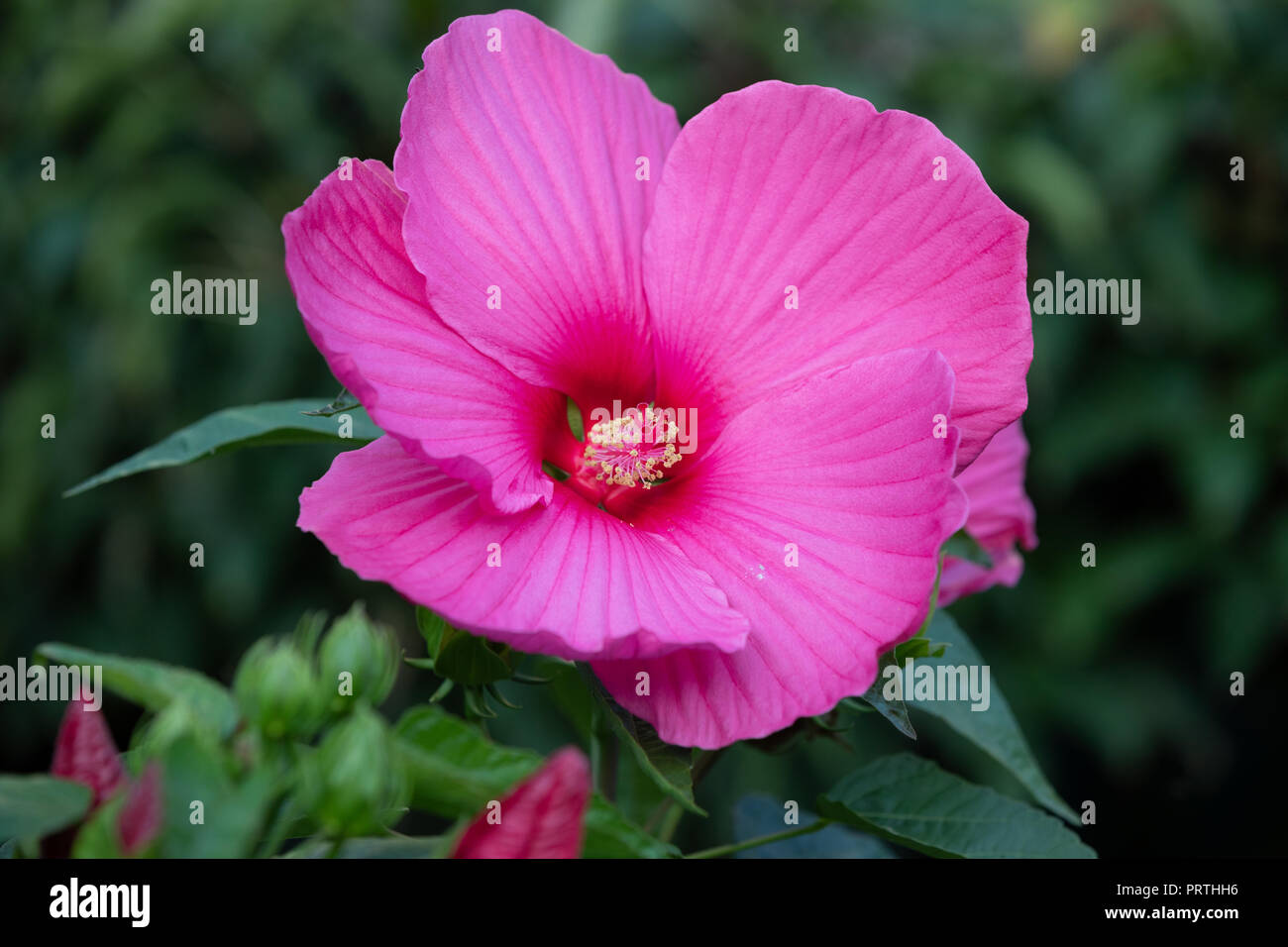 Blühende große und schöne Sumpf Rose Mallow (Hibiscus moscheutos) im