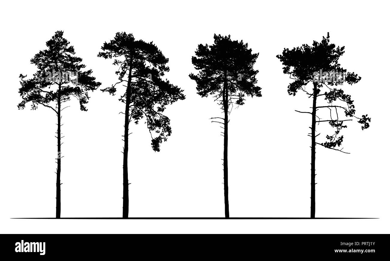 Festlegen von realistischen Silhouetten von Nadelbäumen, isolierte Vektor auf weißem Hintergrund Stock Vektor