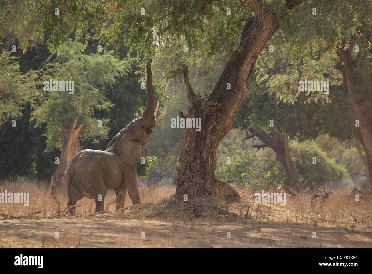 Elefant (Loxodonta Africana), Mana Pools, Simbabwe Stockfoto