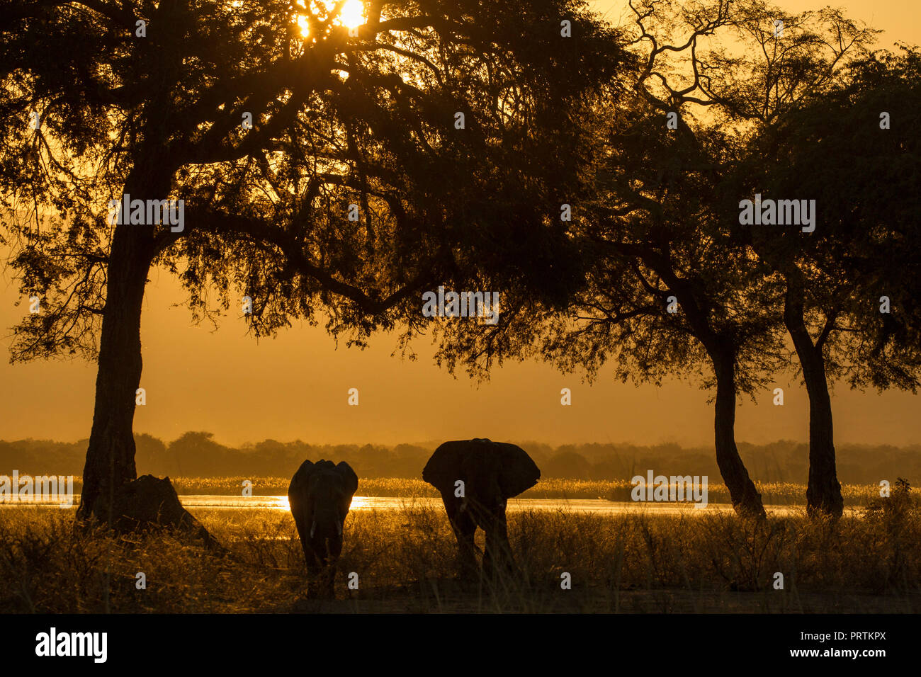 Elefanten und Kalb (Loxodonta Africana), Sambesi, Simbabwe Stockfoto