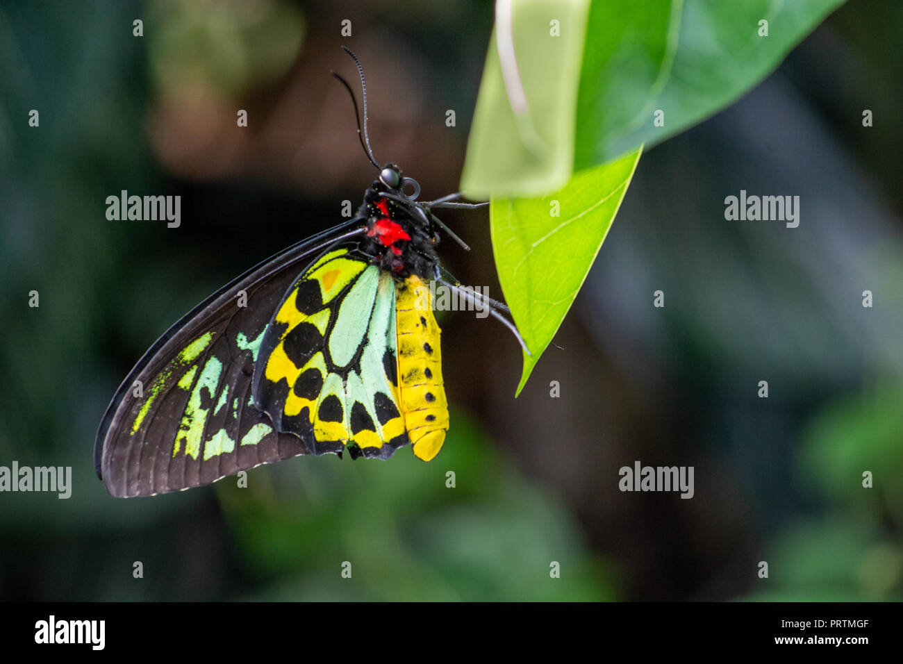 Eine gesamte Schmetterling im Blatt beigelegt Stockfoto