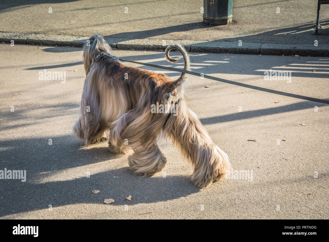 Ein Afghanischer Windhund am Ufer der Serpentine in London, Großbritannien Stockfoto