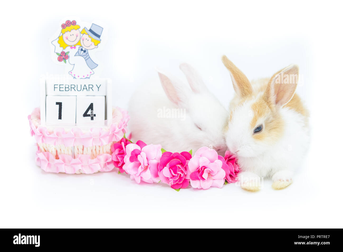 Zwei Kätzchen Kaninchen sitzen in der Nähe der lackierten Holz- Kalender erinnert an den Valentinstag mit einige künstliche Blumen für die Dekoration isoliert auf weißem b Stockfoto