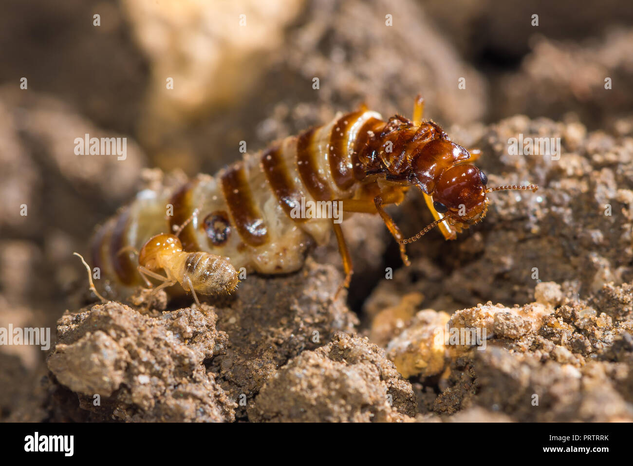 Schedorhinotermes Königin Termitenhügel sitzen auf ihrem Nest. Stockfoto