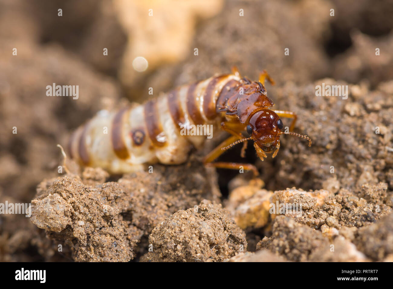 Schedorhinotermes Königin Termitenhügel sitzen auf ihrem Nest. Stockfoto