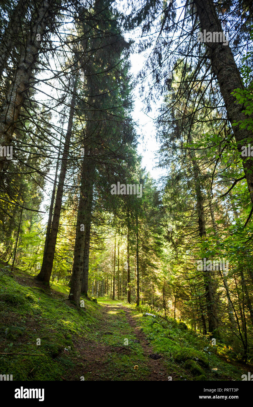 Der Wald in Asiago Stockfoto