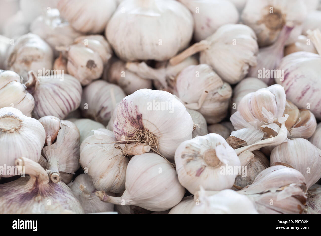 Weißer Knoblauch Zwiebeln lag auf einem Zähler in einem Markt, Nahaufnahme Stockfoto
