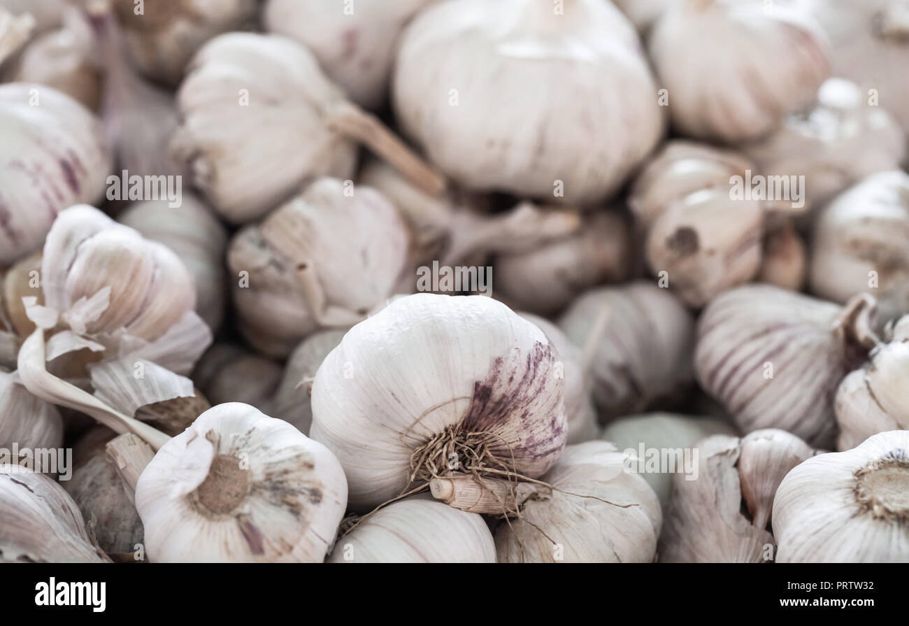 Haufen weißer Knoblauch Zwiebel Festlegung auf einen Zähler in einem Markt, Nahaufnahme Stockfoto