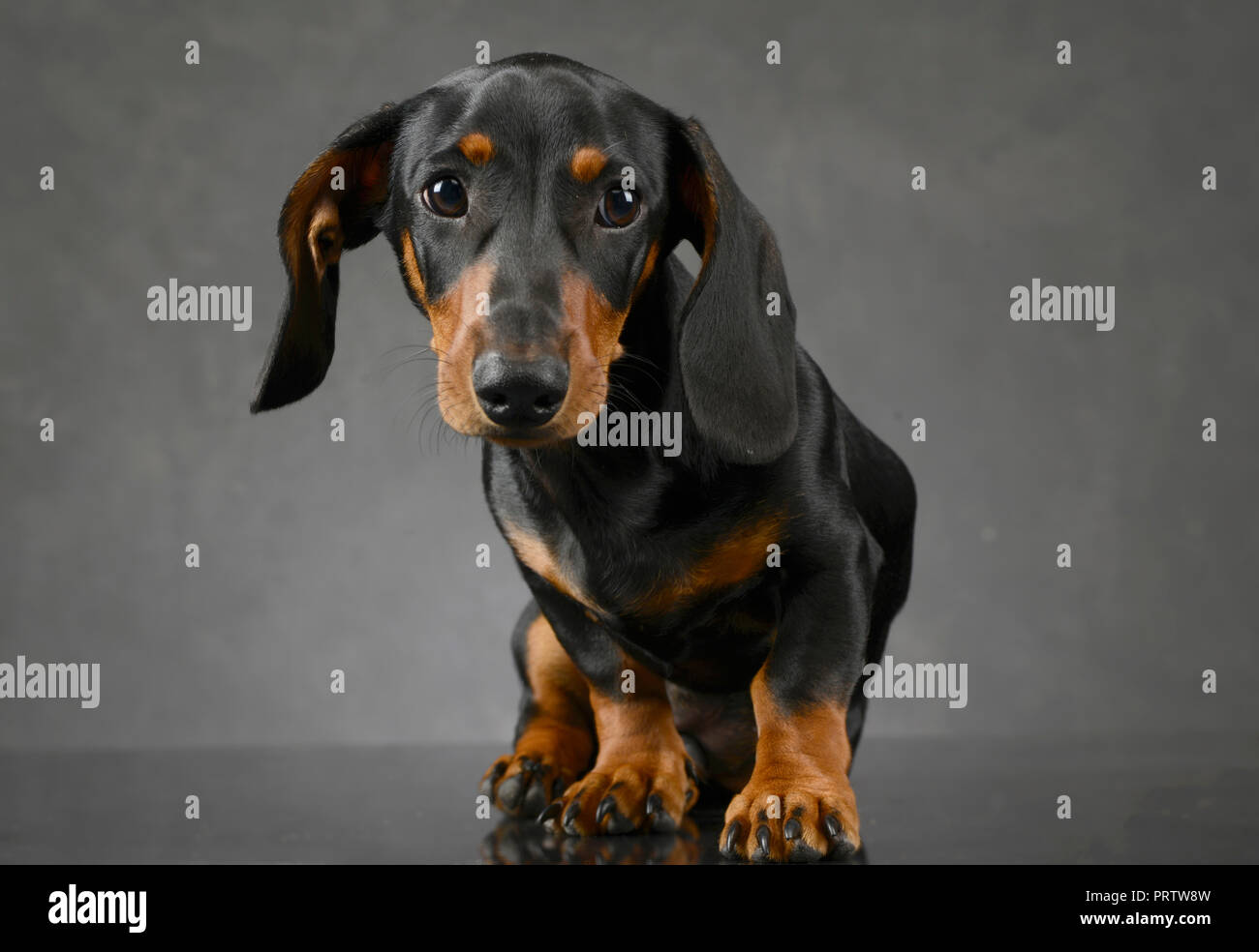 Kurzes Haar Welpen dackel Portrait in grauer Hintergrund Stockfotografie -  Alamy