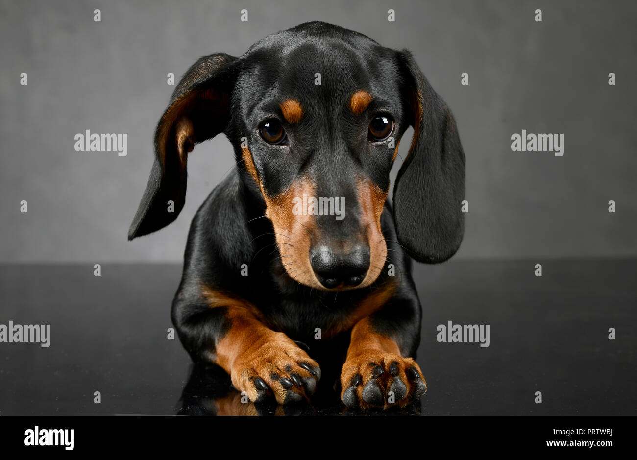 Der Dackel Porträts auf die dunkelgraue Studio Stockfoto