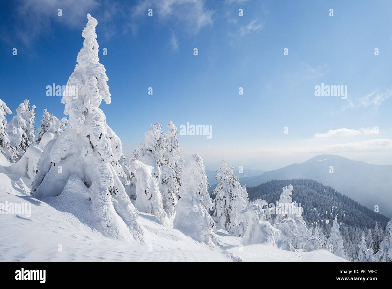 Schönen winter Bergkulisse. Weihnachten Schnee. Landschaft mit Tannen und Schneeverwehungen nach dem Schneesturm. Sonnige frostigen Tag Stockfoto