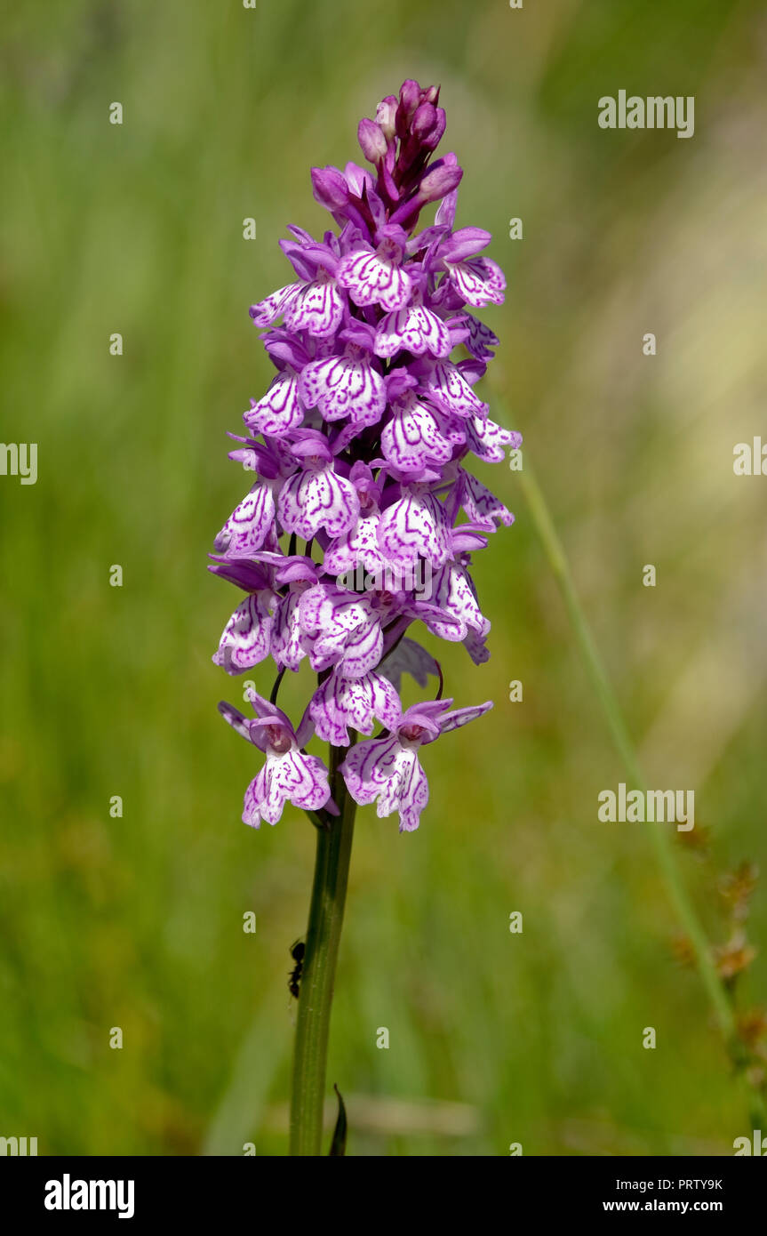 Orchideen streams in den spanischen Pyrenäen. Stockfoto