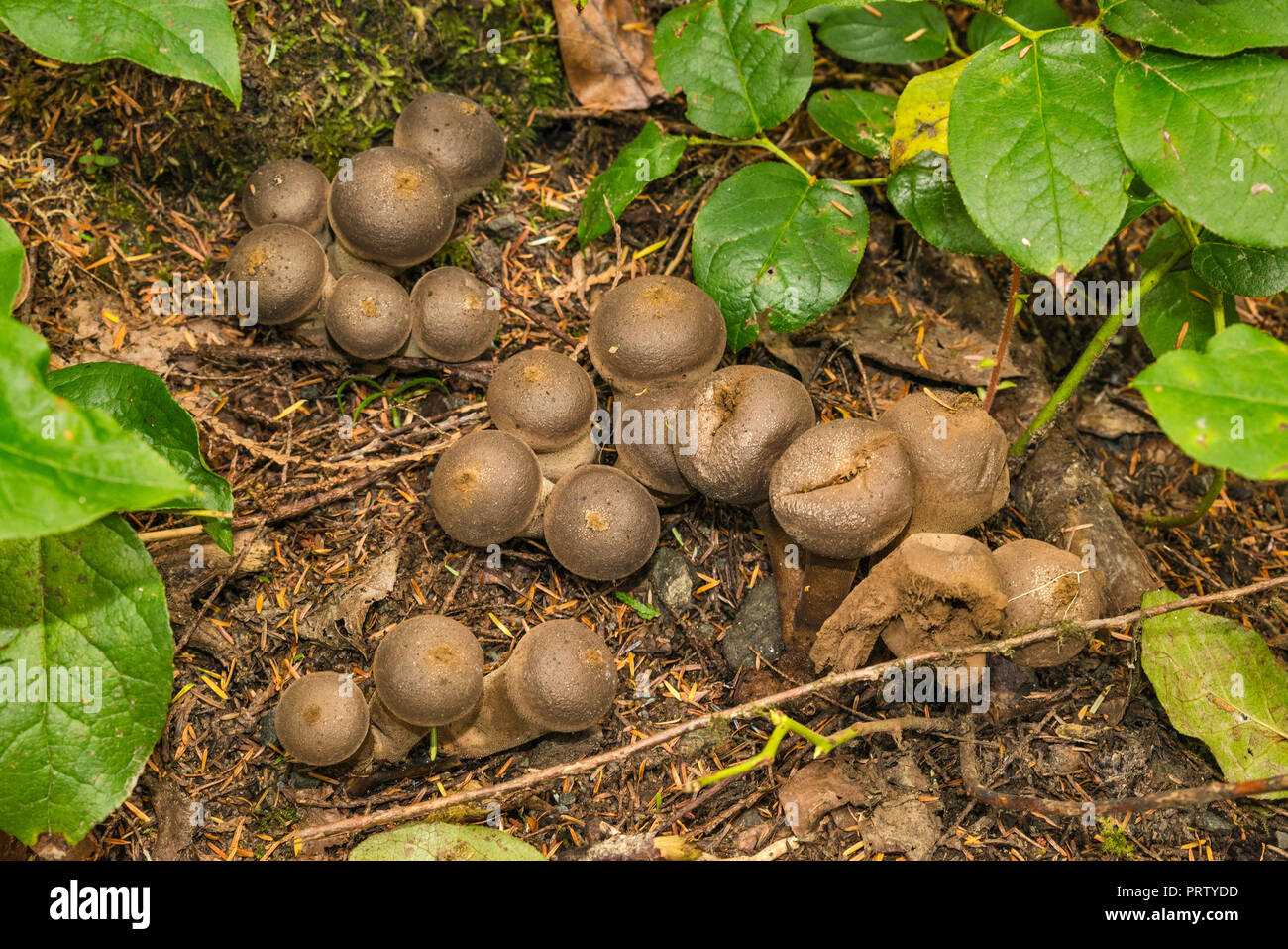 Honig Pilze, Cape Alava Trail, gemäßigten Regenwald, in der Nähe von Cape Alava, Pazifikküste, Olympic National Park, Washington State, USA Stockfoto