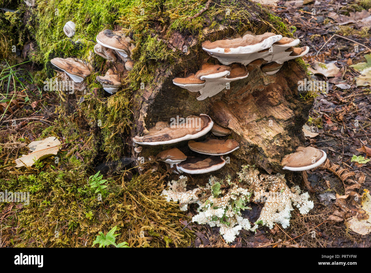 Polypores wächst an gefallenen in gemäßigten Regenwald anmelden, Queets Campground, Queets Tal, Olympic National Park, Washington State, USA Stockfoto