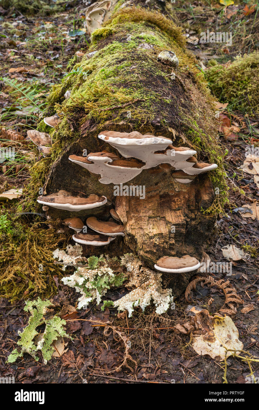 Polypores wächst an gefallenen in gemäßigten Regenwald anmelden, Queets Campground, Queets Tal, Olympic National Park, Washington State, USA Stockfoto