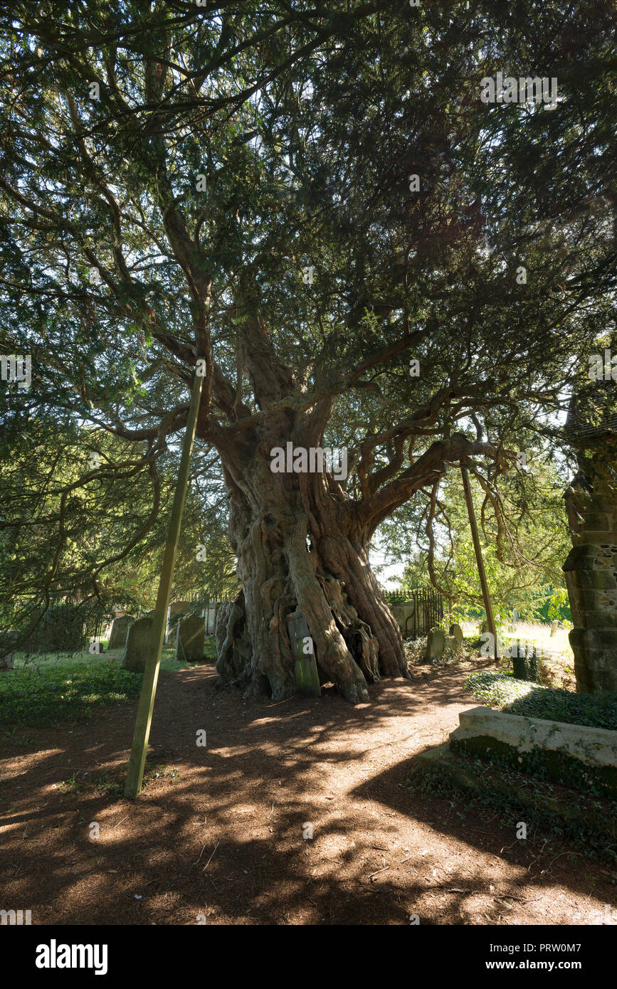 Alte Eibe, Taxus Whipplei, Crowhurst, St Georges Curuch, Surrey, mit  Schindeln Spire, lteste Baum in England 4000 Jahre alt Stockfotografie -  Alamy