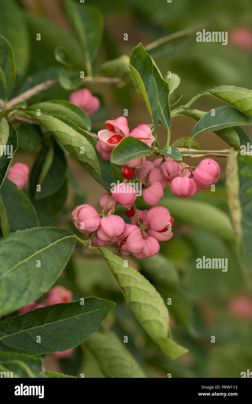 Euonymus phellomanus, junge saftige giftige rosa Beeren der brennende Busch reifenden Beeren mit leuchtend roten Samen im Inneren stark giftig Stockfoto