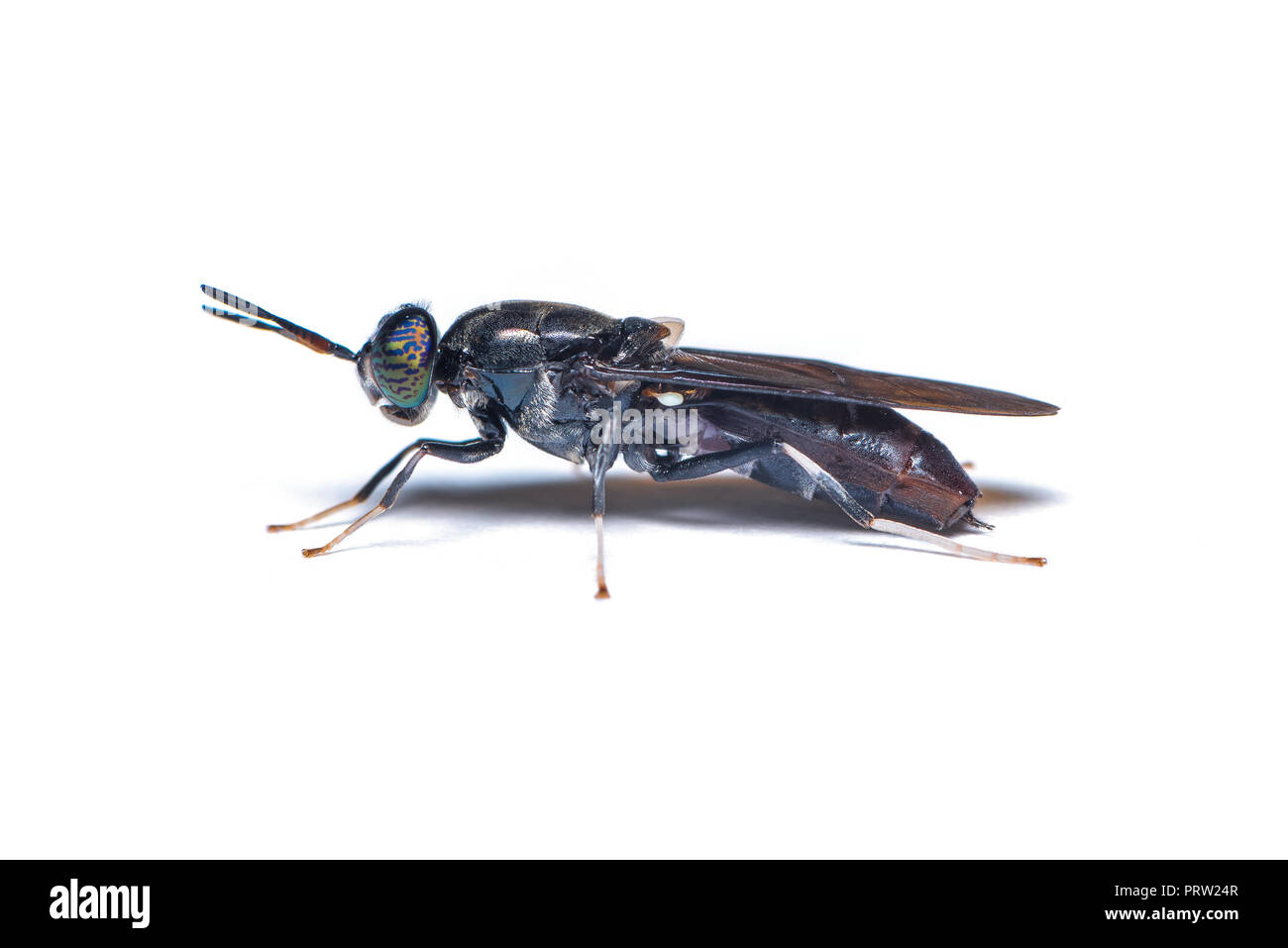 Die schwarzen Soldaten fliegen, ist eine häufige und weit verbreitete Fliegen der Familie Stratiomyidae. Die Larven und Erwachsenen gelten weder Ungeziefer noch Vektoren. Stockfoto