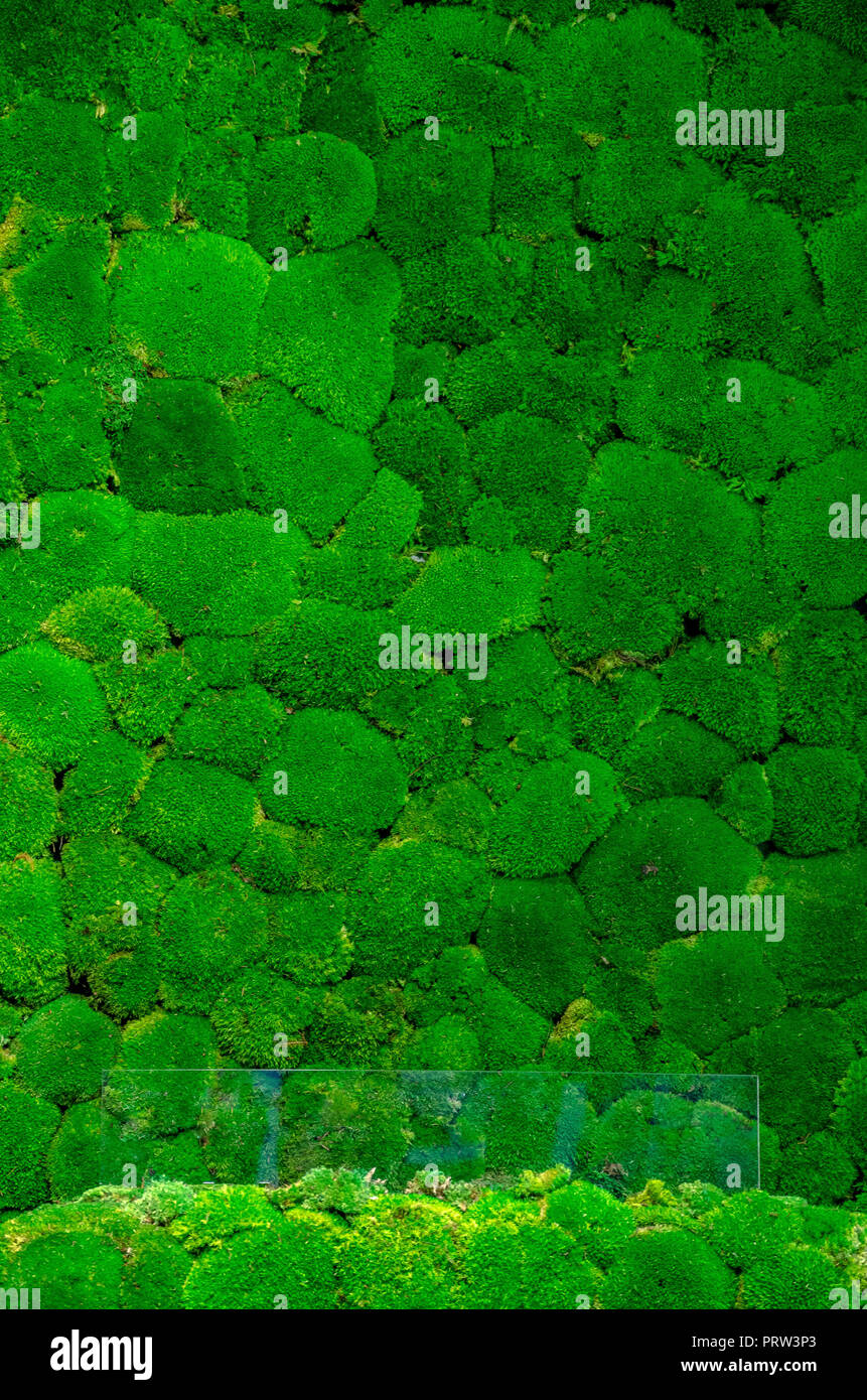 Green Moss Hintergrund vertikale Szene mit Glas am Boden Stockfoto