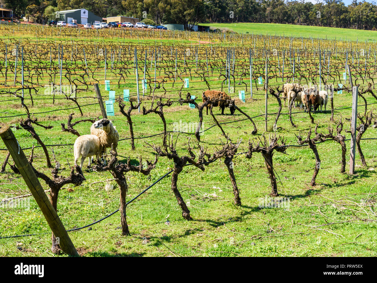 Umweltfreundliche Methode der Unkrautbekämpfung Clearing zwischen den Reihen von Weinstöcken im Hennegau Weinberg in der Bickley Valley, Western Australia Stockfoto