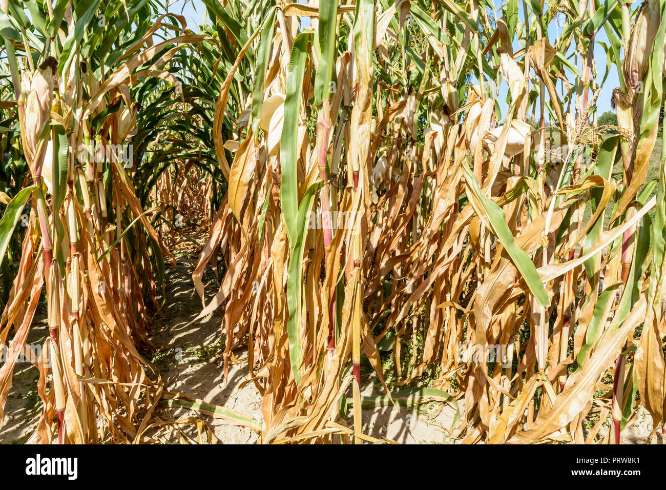 Maisernte unter der Dürre. Reihen von Mais Pflanzen in einem Feld durch Dürre während eine heiße, trockene Sommer in der französischen Landschaft betroffen. Stockfoto