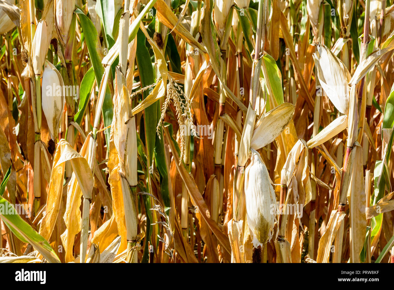 Maisernte unter der Dürre. Nahaufnahme der trockene Ohren von Mais in einem Feld durch Dürre während eine heiße, trockene Sommer in der französischen Landschaft betroffen. Stockfoto