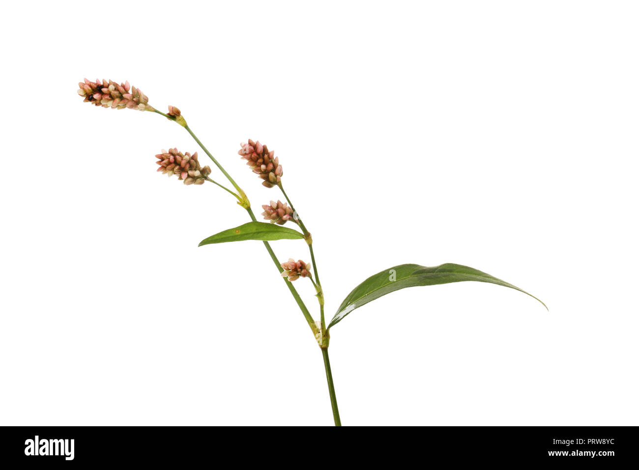 Wasserläufer, Persicaria maculosa, Blumen und Laub gegen Weiße isoliert Stockfoto