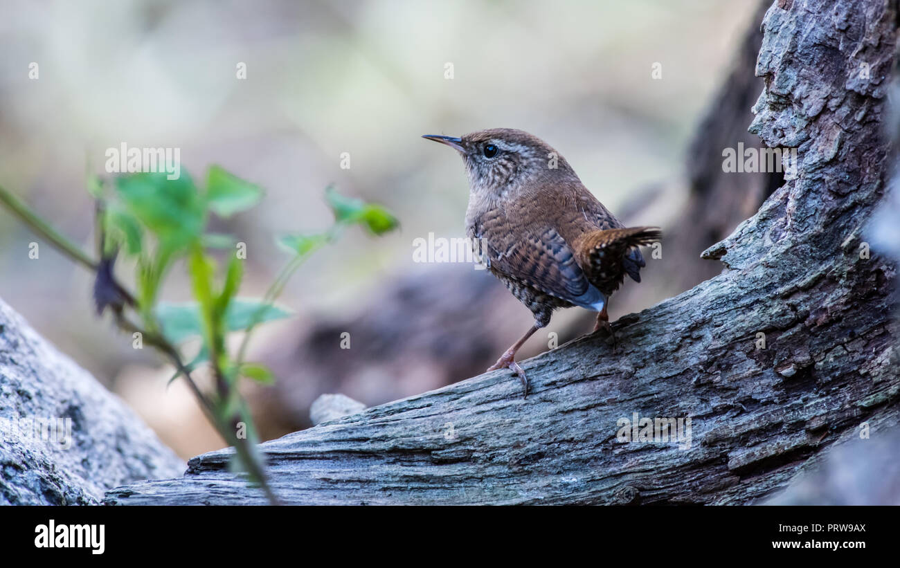 Wren oder Winter Zaunkönig (Troglodytes troglodytes) auf ein alter Baumstumpf Stockfoto