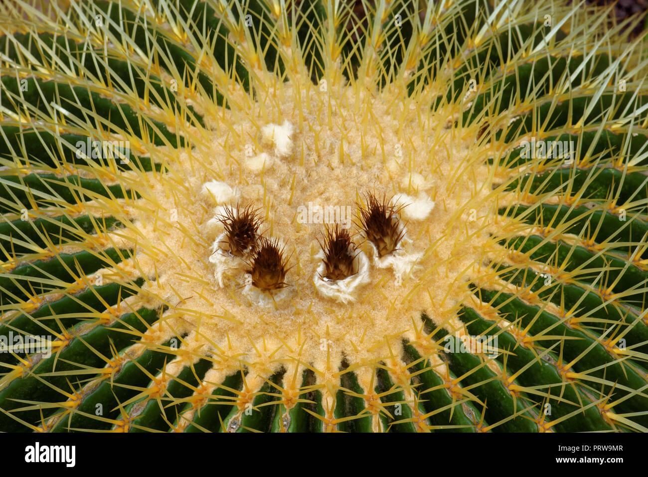 Golden barrel Kaktus (Mexiko) ist eine bekannte Arten von Kakteen und ist endemisch in Osten - zentrales Mexiko. Stockfoto