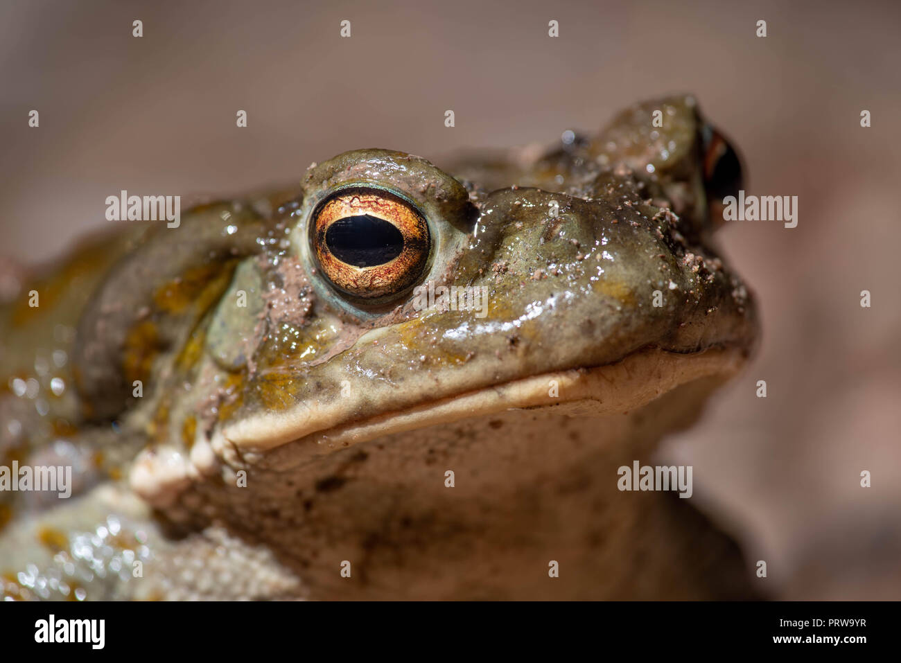 Sonoran Wüste Kröte, (Incilius alvarius), Hidalgo Co., New York, USA. Stockfoto